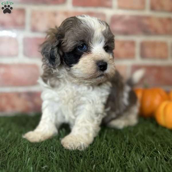 Bluey, Shih-Poo Puppy